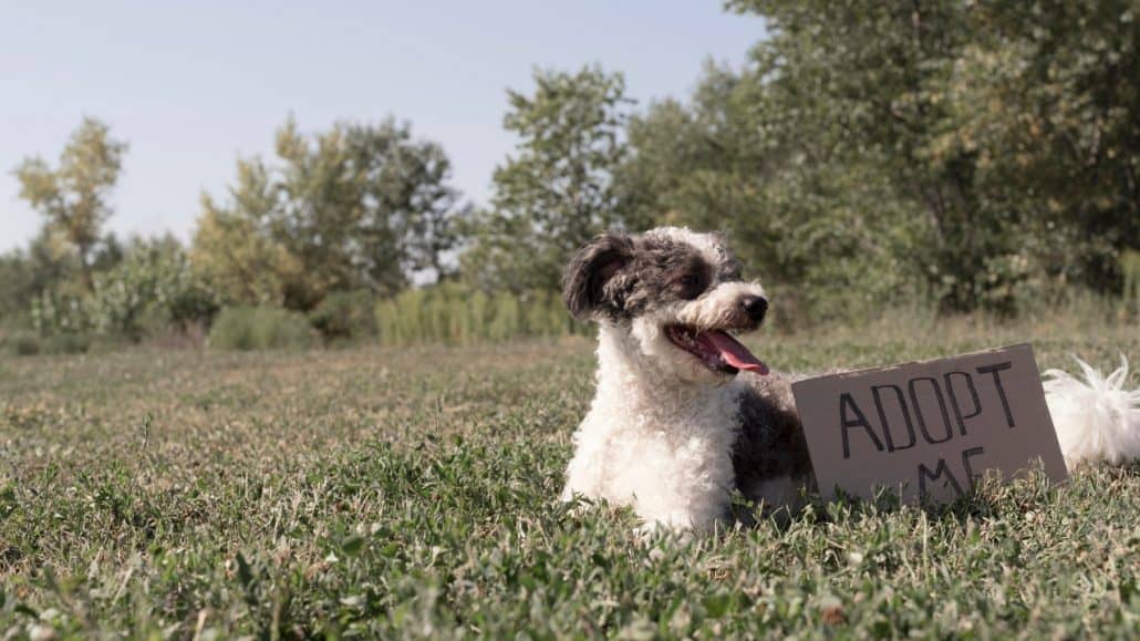 Cute Dog on grass with adoption sign