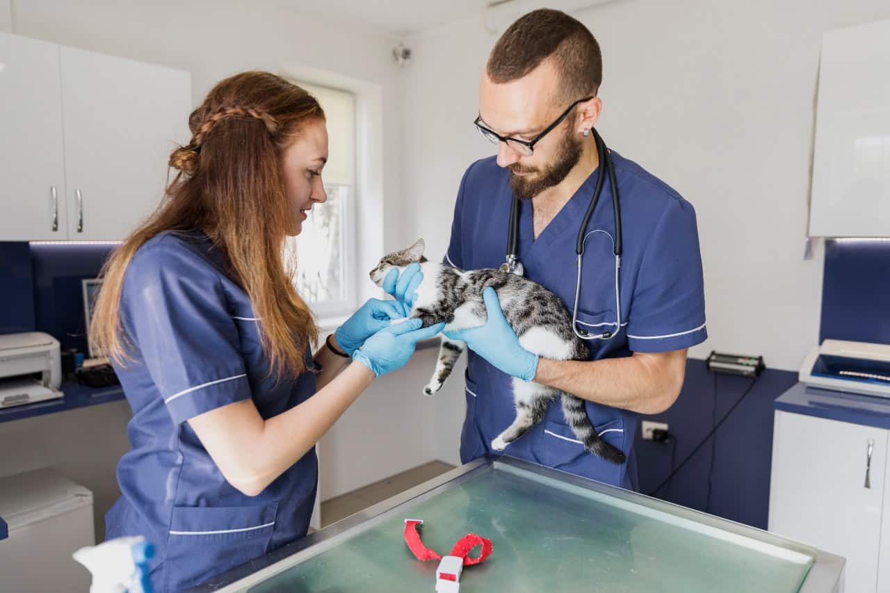 two vet giving pet cat a shot